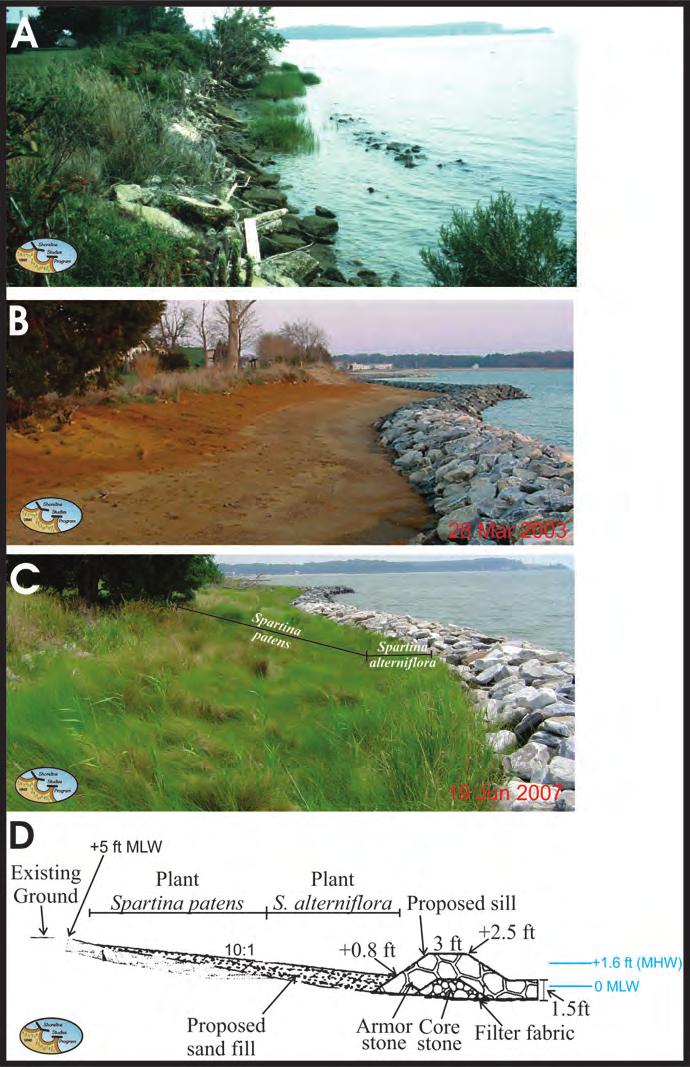 underneath the structure and also affects the adjacent nearshore habitat, although recent studies suggest not as significantly as larger rock revetments placed at the upland bank (Bilkovic et al