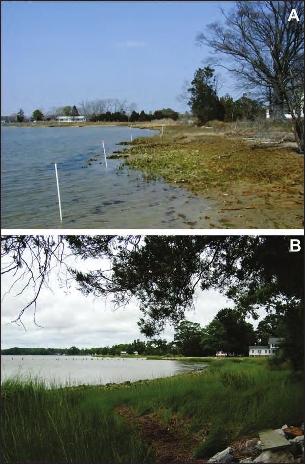 The marsh fringe continued to expand through the summer of 1983 with minor base of bank erosion.