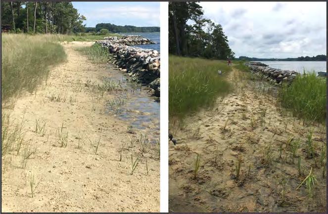 In 2013, almost 100 acres of property was gifted to the Middle Peninsula Chesapeake Bay Public Access Authority (MPCBPAA).