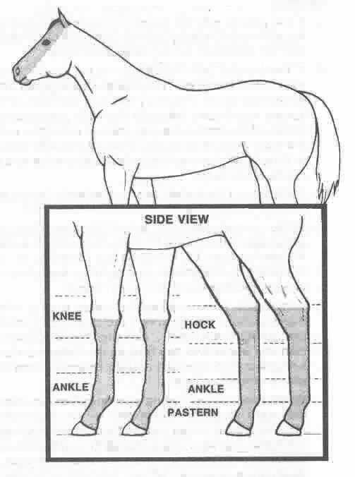 k) Colour & Markings Of no particular significance, however white markings characteristically are limited to the following: i) Below a line around each leg at the centre of the knees or point of hock.