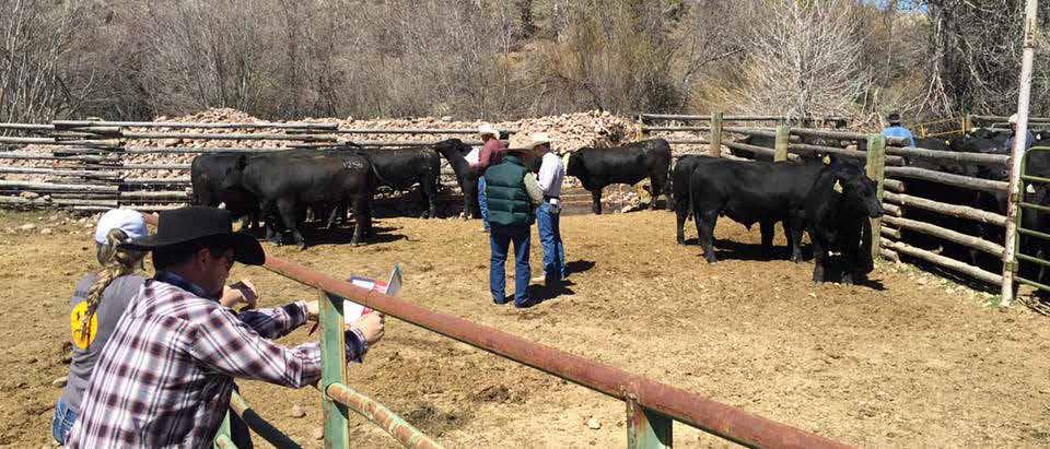 I have been selling calves to Seward Cattle for over 15 years now and my experience working with George has been excellent.