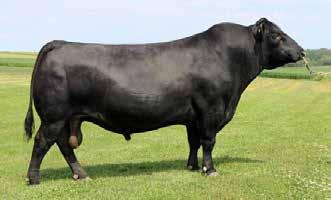 As we increase our cow herd, we plan to purchase all of our bulls from Seward Cattle based on the positive experience we have had.