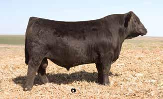 CCR ABILENE 6018C Reference Sire High percentage Simmental that delivers a special combination of exceptional phenotype with industry leading carcass merit.