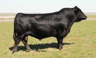 CCR COWBOY CUT 5048Z Reference Sire Cattlemen appreciate his added structural integrity, mass and muscle, all in an attractive package.
