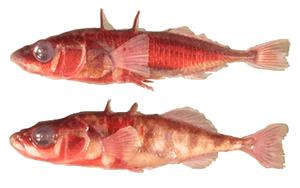 The Stickleback Fish - A Story of Modern Evolution This activity uses a virtual lab created by HHMI Biointeractive.