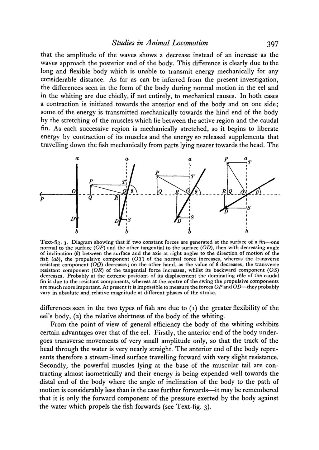 Studies in Animal Locomotion 397 that the amplitude of the waves shows a decrease instead of an increase as the waves approach the posterior end of the body.