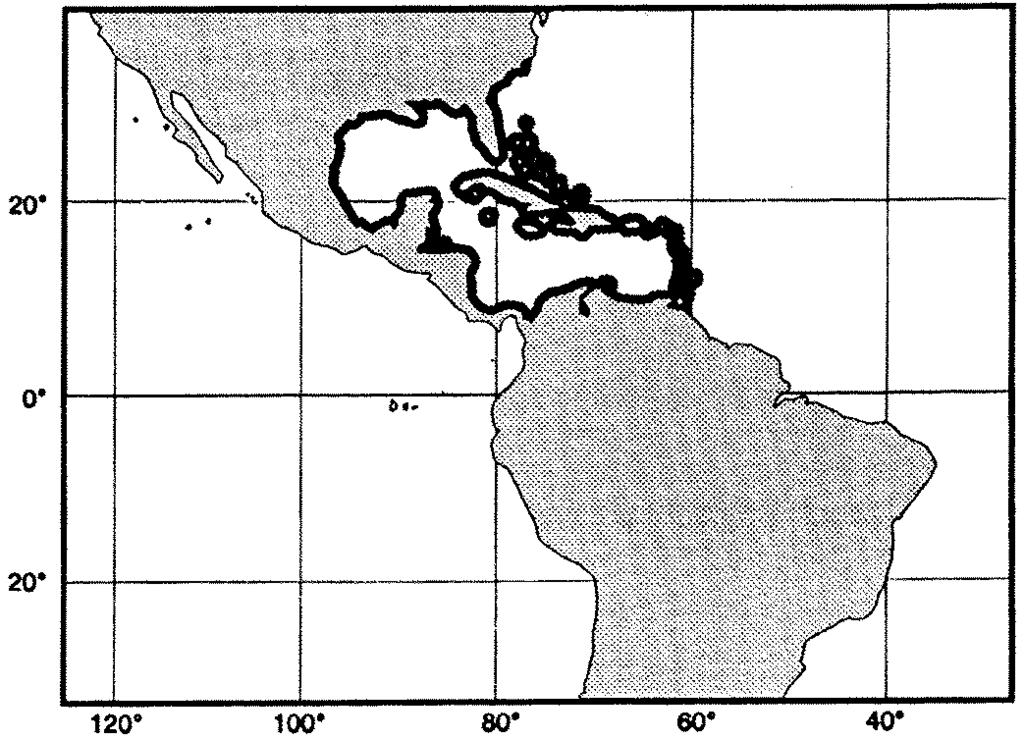 Groupers of the World 161 Epinephelus guttatus (Linnaeus, 1758) Fig. 319; PI. XVB SERRAN Epin 16 Perca guttata Linnaeus, 1758:292 (type locality: America). Synonyms:?