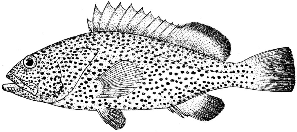Lutianus lunulatus (non Park) Parra in Bloch and Schneider, 1801:329 (based on Cabrilla Parra, 1787:93, pl. 36, fig. 1; type locality: Cuba). Serranus maculosus Valenciennes in Cuv. and Val.