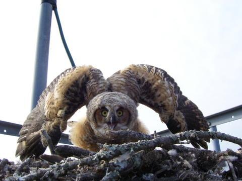 Environmental Hazard Assessment- Birds(of Prey) Towers and monopoles make perfect nesting and roosting spots for a wide