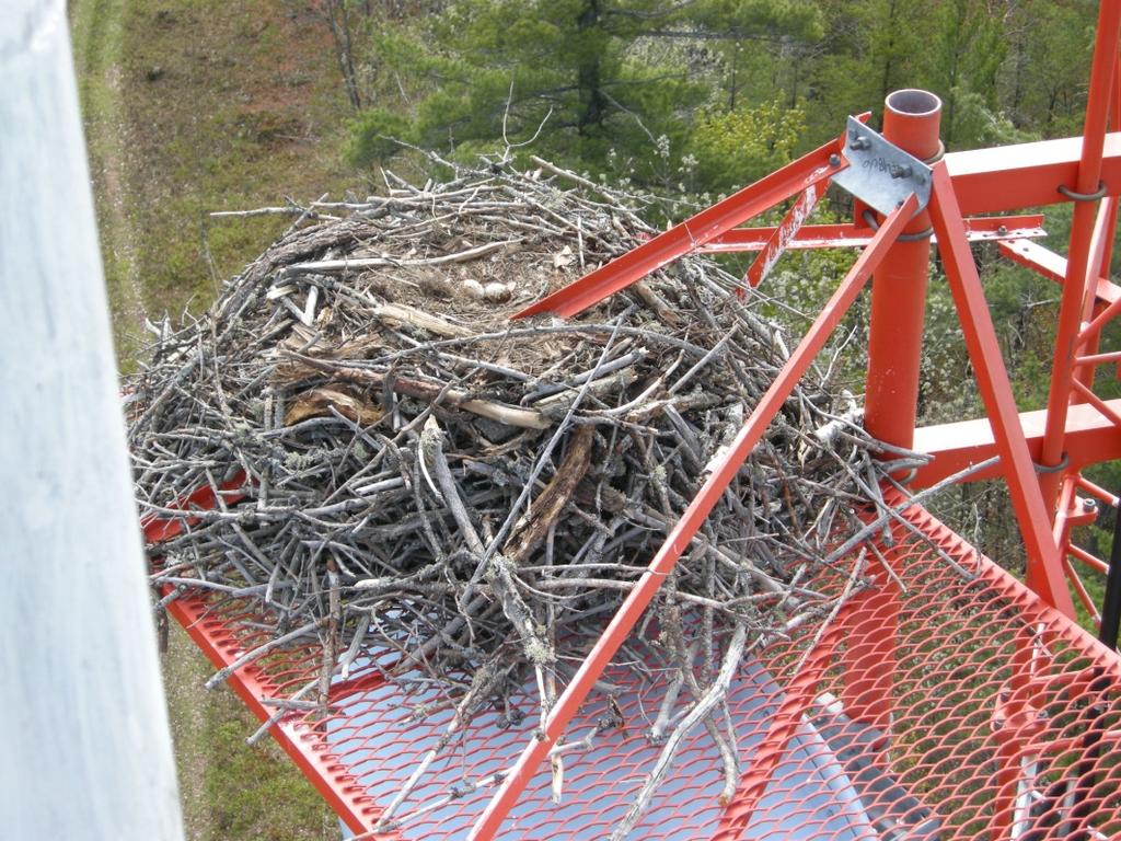 Environmental Hazard Assessment- Birds(of Prey) Most species of Birds of prey are protected and the nest