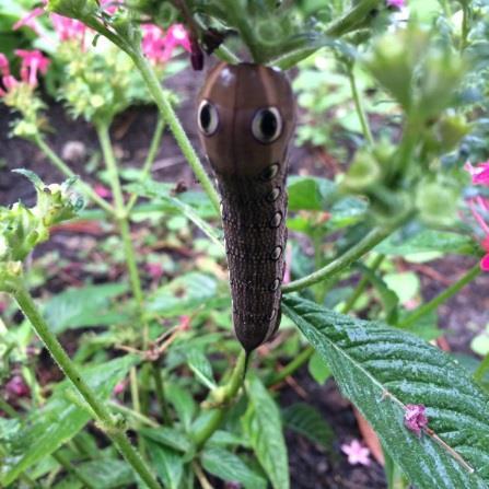 Swallowtail Butteryfly by Maryann Readal Can you believe that this 3 inch rather scary looking caterpillar turns into the