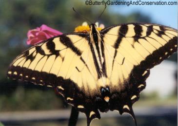 The male swallowtail is black and yellow and the female can either be black and blue or yellow and black with a touch of