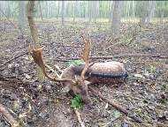 Trophy fees Antlers weight in g Price in EUR EUR / g Roebuck Up to 149 EUR 100, From 150 249 EUR 150, From 250 299 EUR 250, + EUR 2, / g From 300 349 EUR 350, + EUR 7, / g From 350 399 EUR 700, + EUR