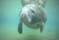 MANATEE TOUR After winding your way down the coast and along the perfectly turquoise waters of the Caribbean, you will come to a protected area of mangrove south of Belize City to view the the