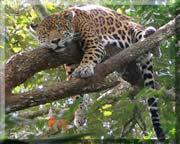 Once back at Jaguar Paw you can change into dry clothes and enjoy a delightful lunch. Next it is on to the famous Belize Zoo.