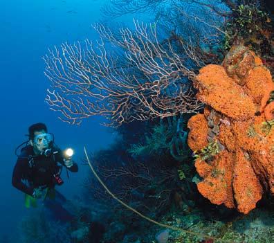 From any of the dockside dive shops you re never more than a few minutes by boat to a great dive on the deep spur-and-groove coral formations that shelter the island, or to the Hol Chan Marine