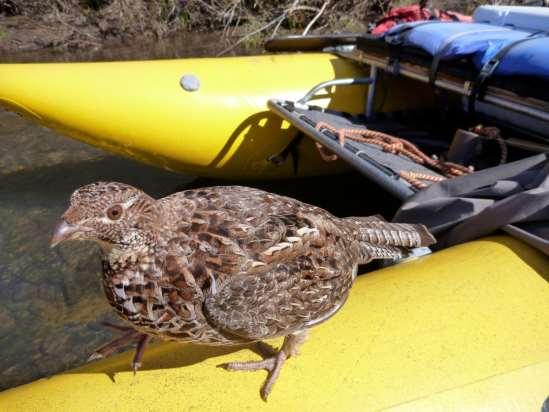 Fortunately for this grouse, no parts collection was involved.
