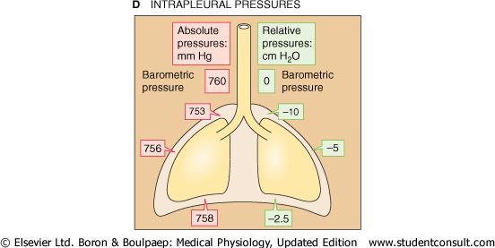 Intrapleural Pressure, PIP Is the pressure of the fluid inside the intrapleural space and has negative values Gravity and the respiratory movements influence PIP values: By pulling the lungs downward