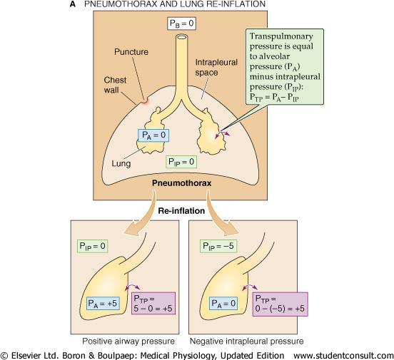 Transpulmonary Pressure (PTP) Is the force responsible for keeping the alveoli open, expressed as the pressure gradient across the alveolar wall: PTP = PA PIP PA should be always > PIP (PTP > 0) in