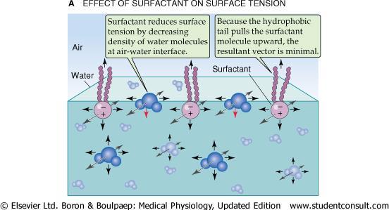 Pulmonary Surfactant Surfactant is a surface active age