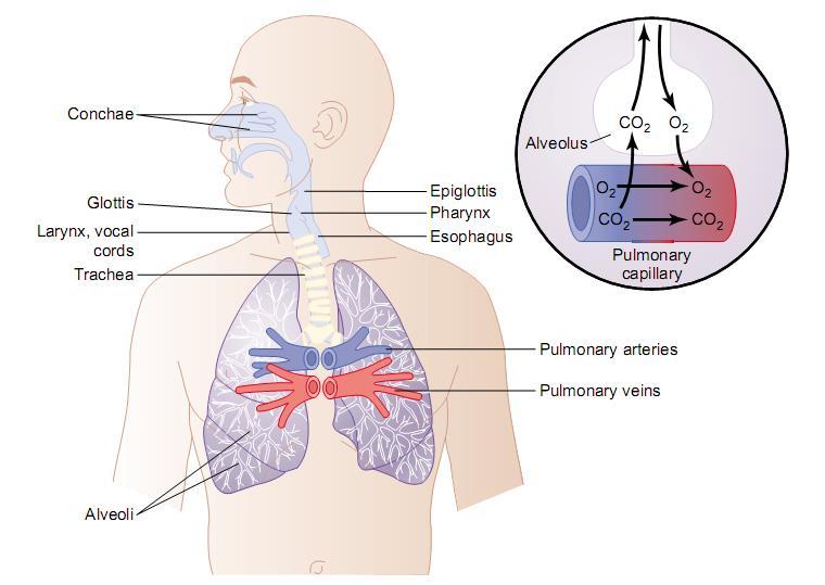 Pulmonary Ventilation Pulmonary mechanics - is the physics of the lungs, airways and