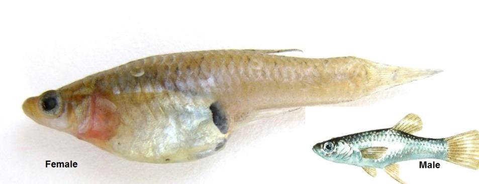 67 Gambusia holbrooki Girard, 1859 The Mosquitofish has been introduced throughout the basin in Iran, Iraq, Turkey and Syria.