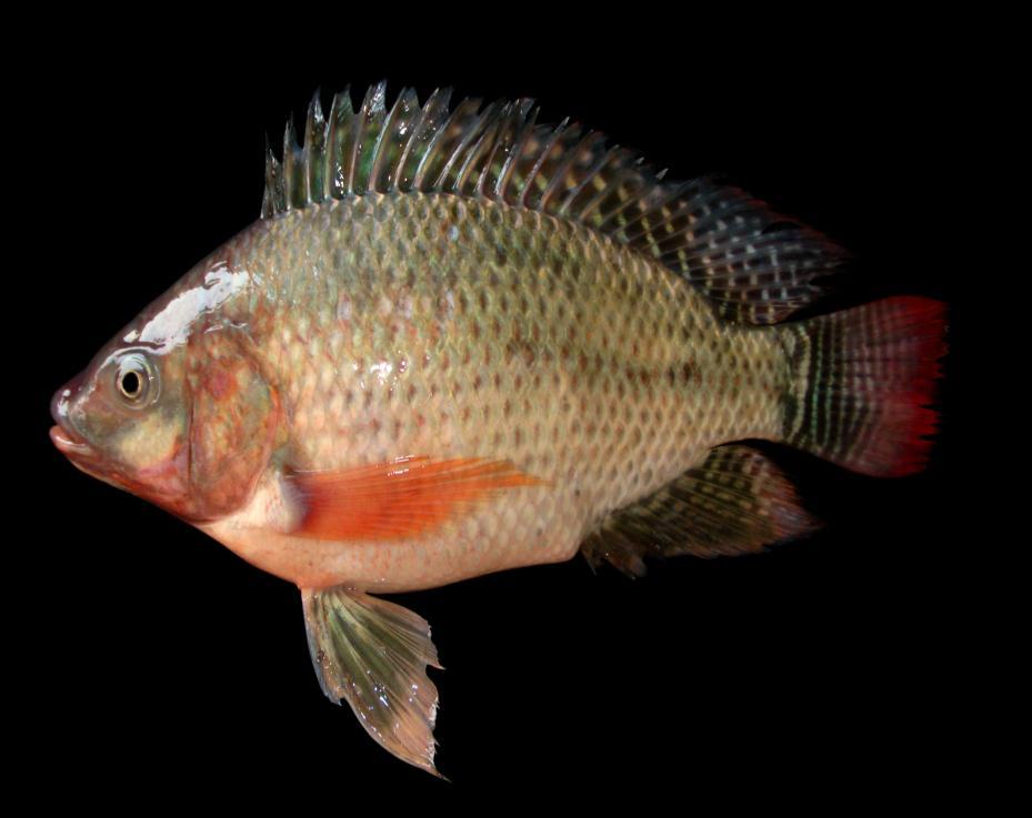 First record of the Nile tilapia from Shatt Al-Arab river 47 and soft ray parts of the dorsal fin is continuous. The dorsal fin contains 17-18 spines and 12-13 soft rays.