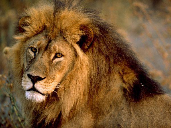 African Lions Lions live in a large group called Prides. Prides are just like a great big family. A pride may include up to three males, a dozen or more females, and their young.