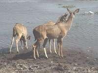 strepsiceros), ever alert, drinking at the Chobe River,