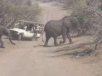 HO de Waal 23 July 2002 4 A matriarch African elephant