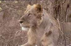 Scruffy-looking African lion (Panthera leo) male, Tsavo East National