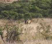 JS Weinstein 2005 47 An African lion (Panthera leo) male strolling away in