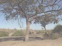 The bark of a camel thorn (Acacia erioloba) ripped off with their tusks and eaten by the giants