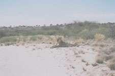 HO de Waal 23 July 2002 6 A lioness (Panthera leo) lying relaxed on the sand at the edge of a dry