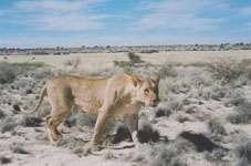 Sarel & Francis van der Merwe 2002 7 An inquisitive lioness (Panthera leo) investigating the