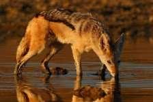 The black-backed jackal (Canis mesomelas) - persecuted vehemently by farmers for its