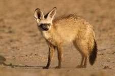 17 A bat-eared fox (Otocyon megalotis) - its principle food items are insects,