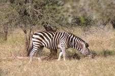 danger from predators in  23 A Burchell's zebra (Equus burchellii) grazing