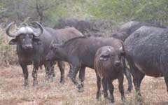 A herd of African buffaloes (Syncerus caffer) with calves at foot - feared and respected for their aggression when