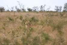 26 An African lioness (Panthera leo) almost completely hidden by tall grass and shrubs; showing another aspect of