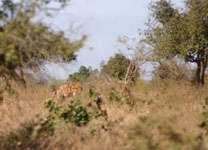 27 A spotted hyaena (Crocuta crocuta) partially hidden by tall grass and shrubs; showing another aspect of the