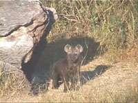 A small spotted hyaena (Crocuta crocuta) cub peering inquisitively from the shadow of a rock in the Hwange