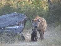 Julia Salnicki 2004 39 A spotted hyaena (Crocuta crocuta) female and her small cub in the Hwange National Park,