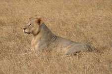 A pride African lion (Panthera leo) male on a