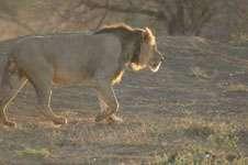 42   43   44 Nomadic African lion (Panthera