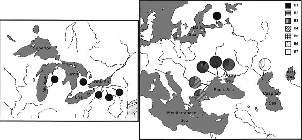 Cercopagis invasion forensics Analysis of mitochondrial gene sequences suggest the Baltic Sea was invaded from