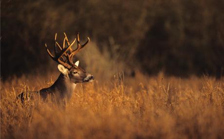 Hunting Department has hunters in sights From shotguns to rifles, muzzleloaders, handguns and bows, the top brands in Gander Mountain s Hunting Department are here to view and touch.
