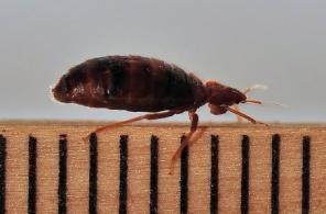 stage nymphs look like but when bed bugs are unfed they are