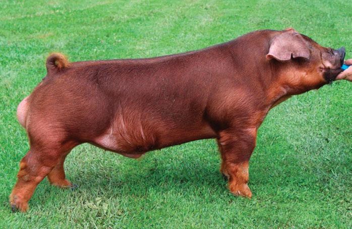 #: 382898002 Bred by Thompson Bros.
