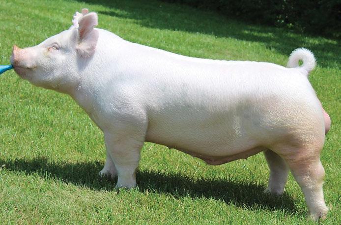 absolute creature and has the indicators of a true breeding hog: Huge chest and blade Great pastern strength Massive